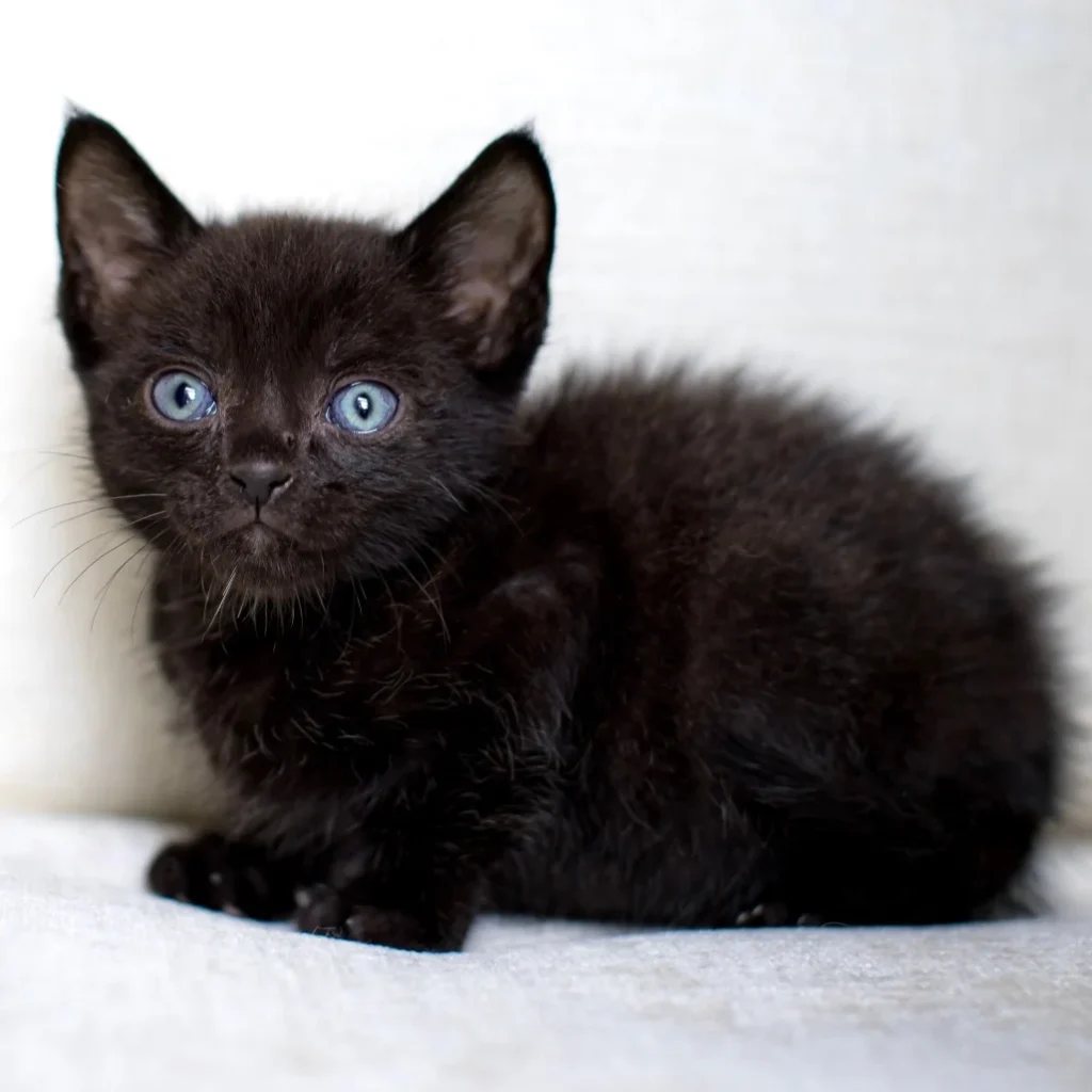 Black Domestic Shorthair kitten sitting on a soft blanket with bright eyes, looking for a foster home near Margate
