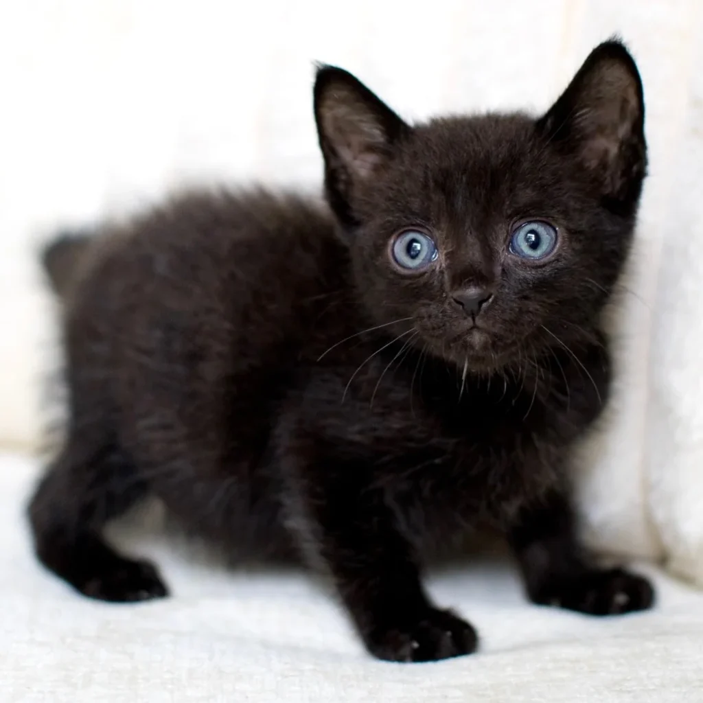 Black Domestic Shorthair kitten standing on a blanket and looking at the camera, available for adoption near Fort Lauderdale

