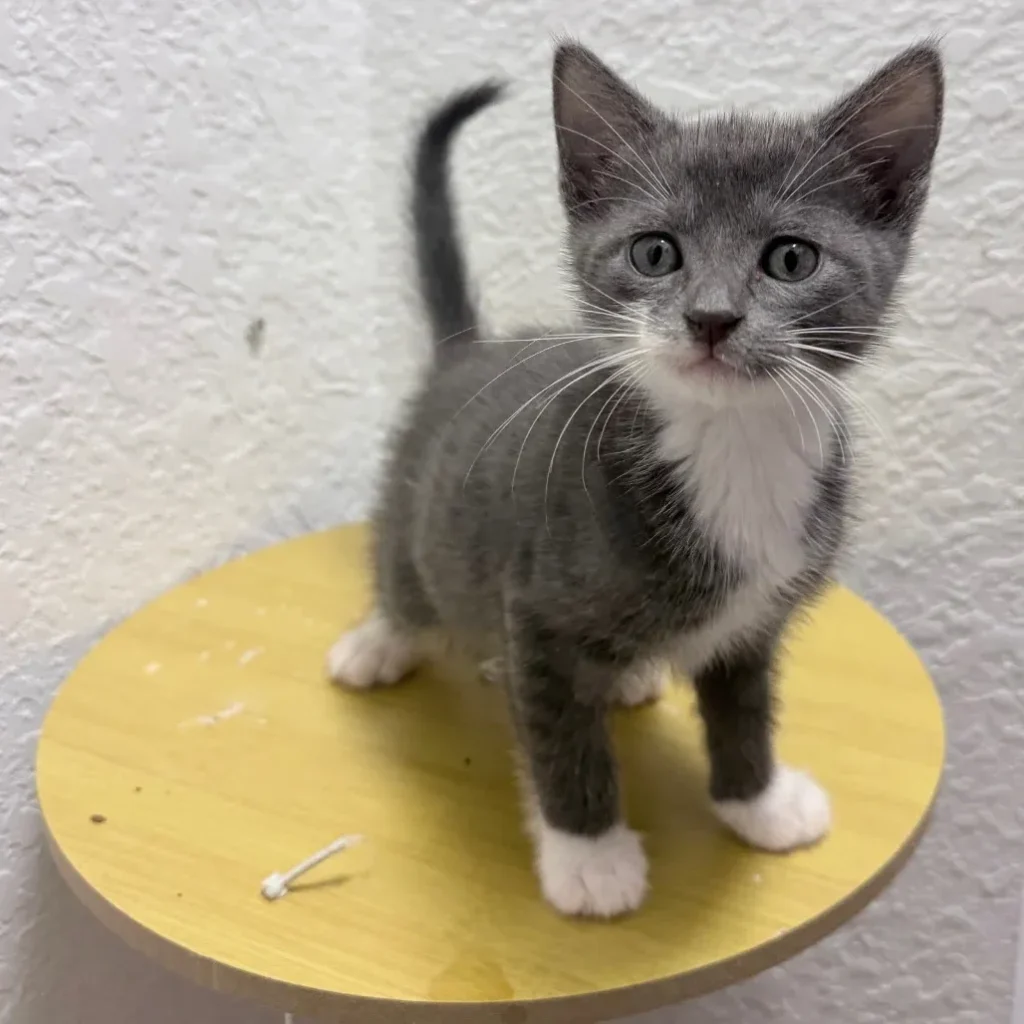 Gray and white domestic shorthair kitten standing on a yellow cat shelf
