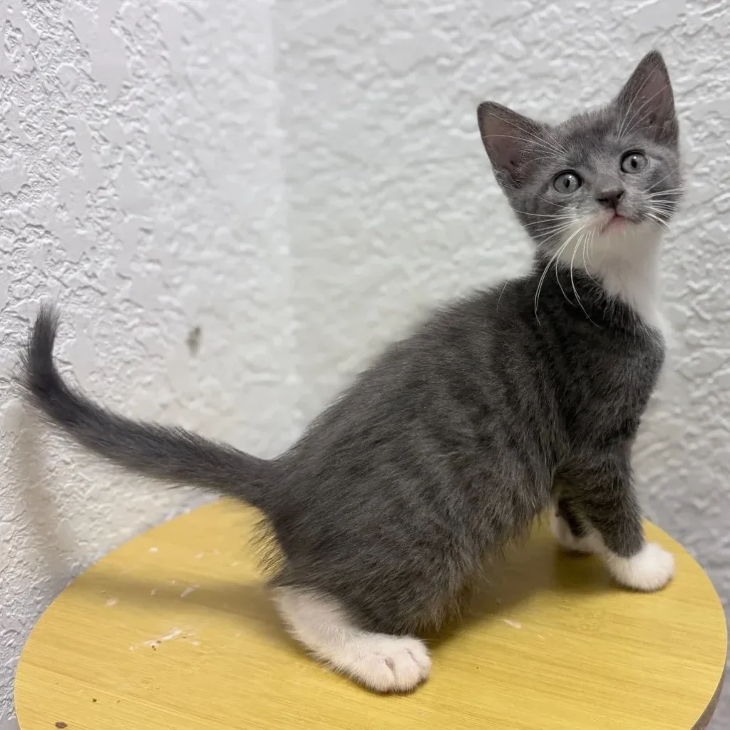 Gray and white domestic shorthair kitten standing sideways on a yellow cat shelf
