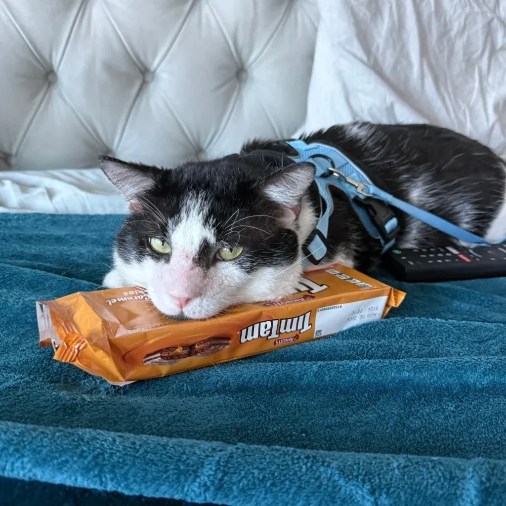 Black and white tuxedo domestic shorthair cat resting on a blanket with a harness
