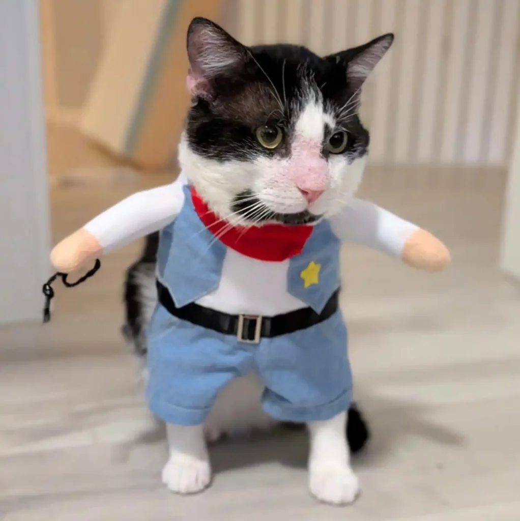 tuxedo cat wearing small costume outfit standing on floor indoors