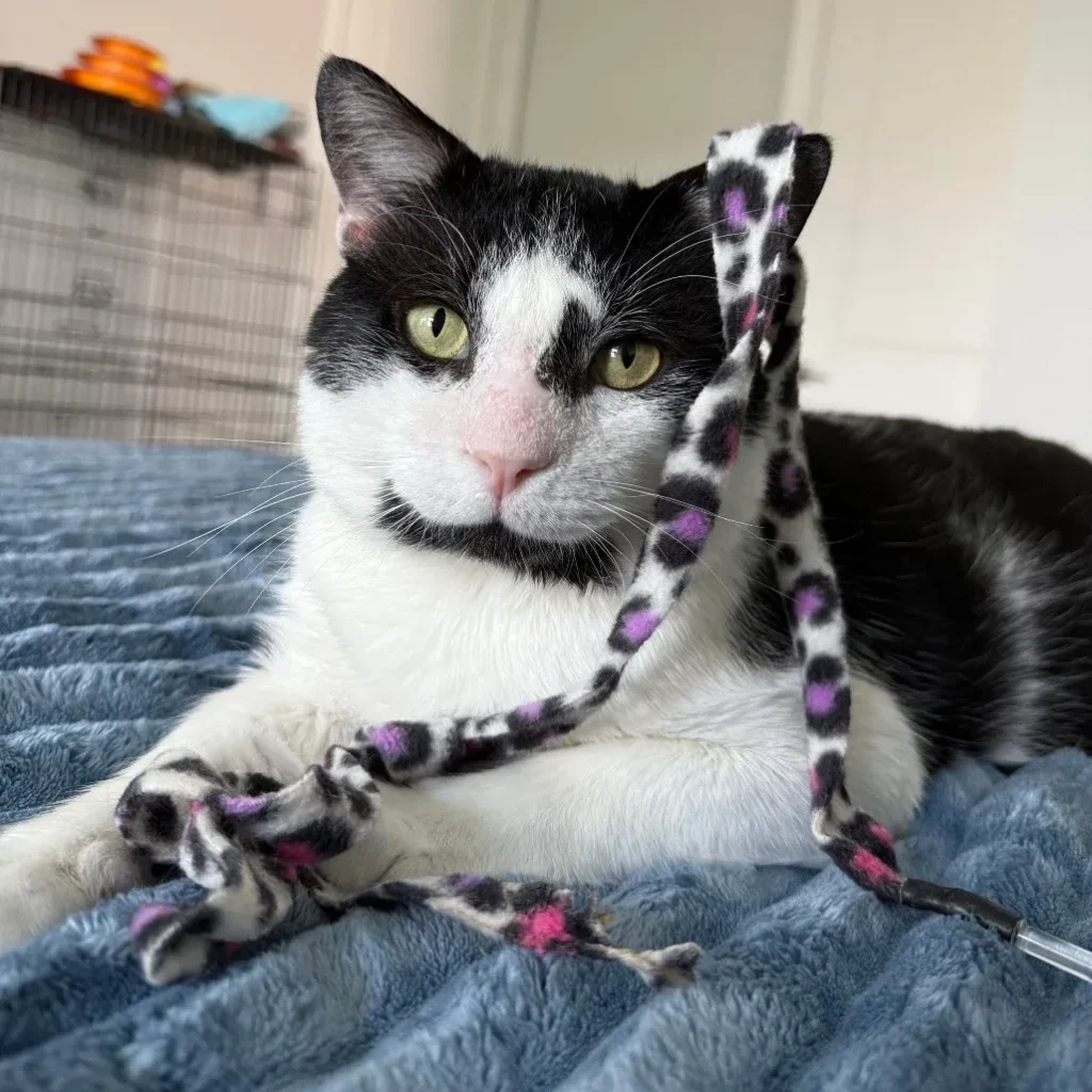 Black and white tuxedo domestic shorthair cat playing with a toy on a blue blanket
