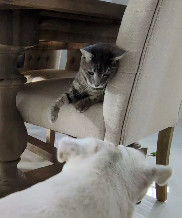 tabby cat sitting on chair reaching paw toward dog nearby
