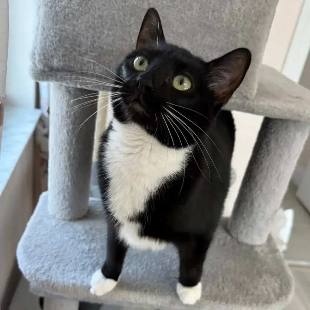 tuxedo cat sitting on cat tree looking upward with bright eyes

