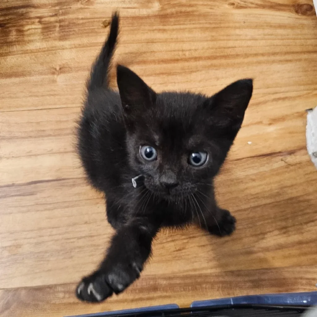 Tiny black Domestic Shorthair kitten reaching forward with one paw while standing on a wooden floor and looking up at the camera.
