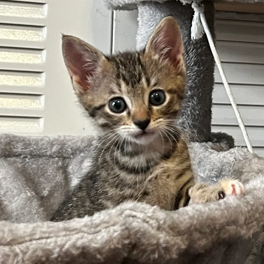 small brown tabby kitten sitting in cat tree bed looking at camera
