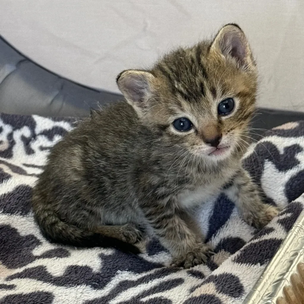 tiny tabby kitten sitting on patterned blanket looking slightly to the side