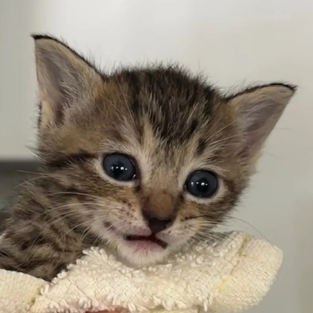close up of tabby kitten with blue eyes resting on towel
