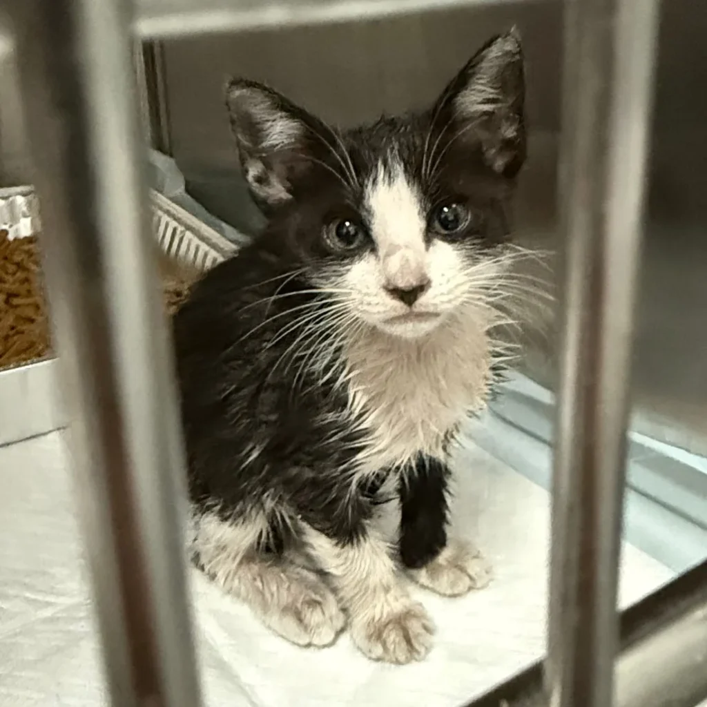 Black and white tuxedo Domestic Shorthair kitten sitting behind kennel bars, needing foster care through a South Florida cat rescue
