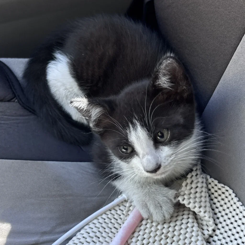 Black and white tuxedo Domestic Shorthair kitten sitting on a car seat, needing foster care through a cat rescue near Plantation.