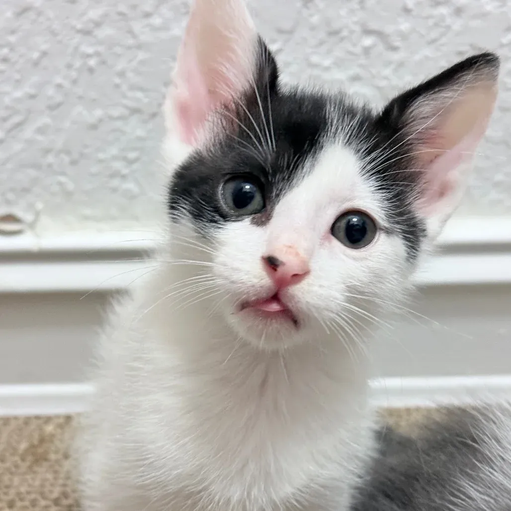 7 Signs Your Confidence as a Cat Owner Is Growing