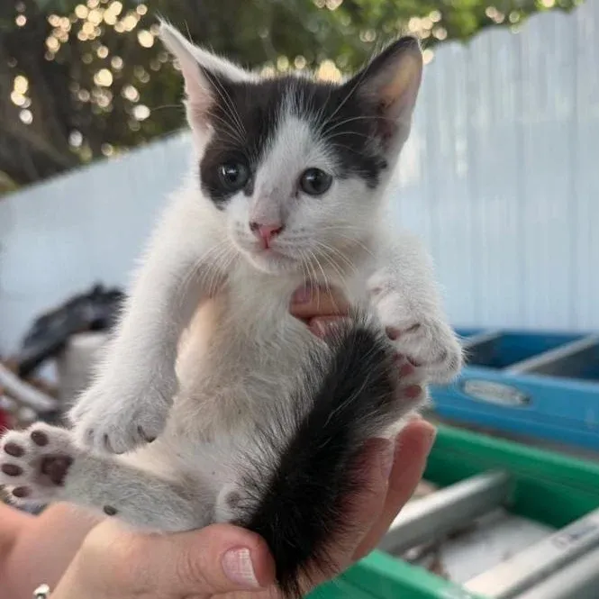 Gray and white domestic shorthair kitten being held outdoors
