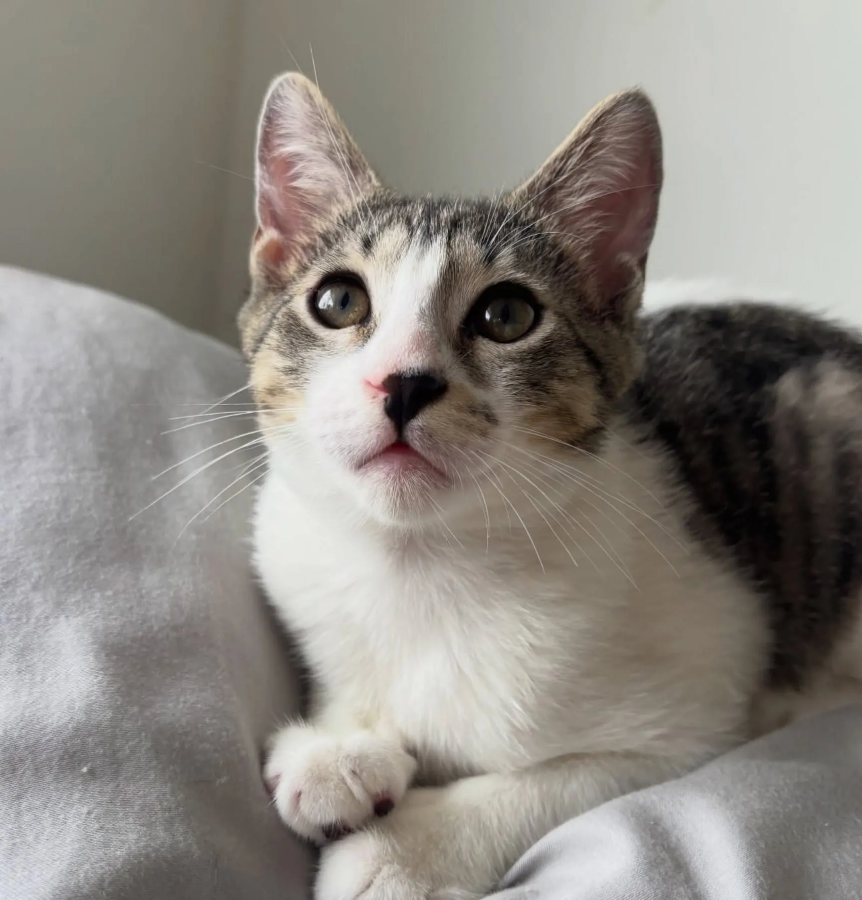 Why Every Rescue Cat Has a Different Adjustment Timeline