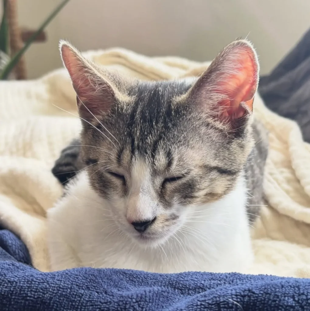 tabby and white kitten resting with eyes closed on soft blankets in bright indoor setting