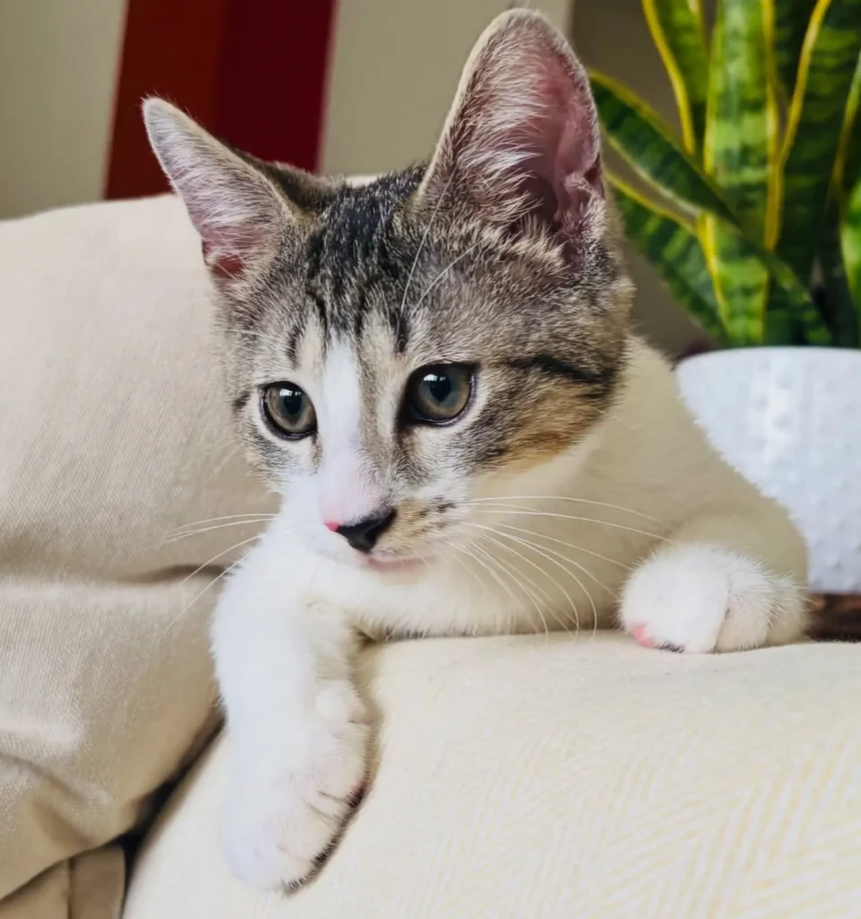 tabby and white kitten leaning over couch edge looking down curiously near houseplant