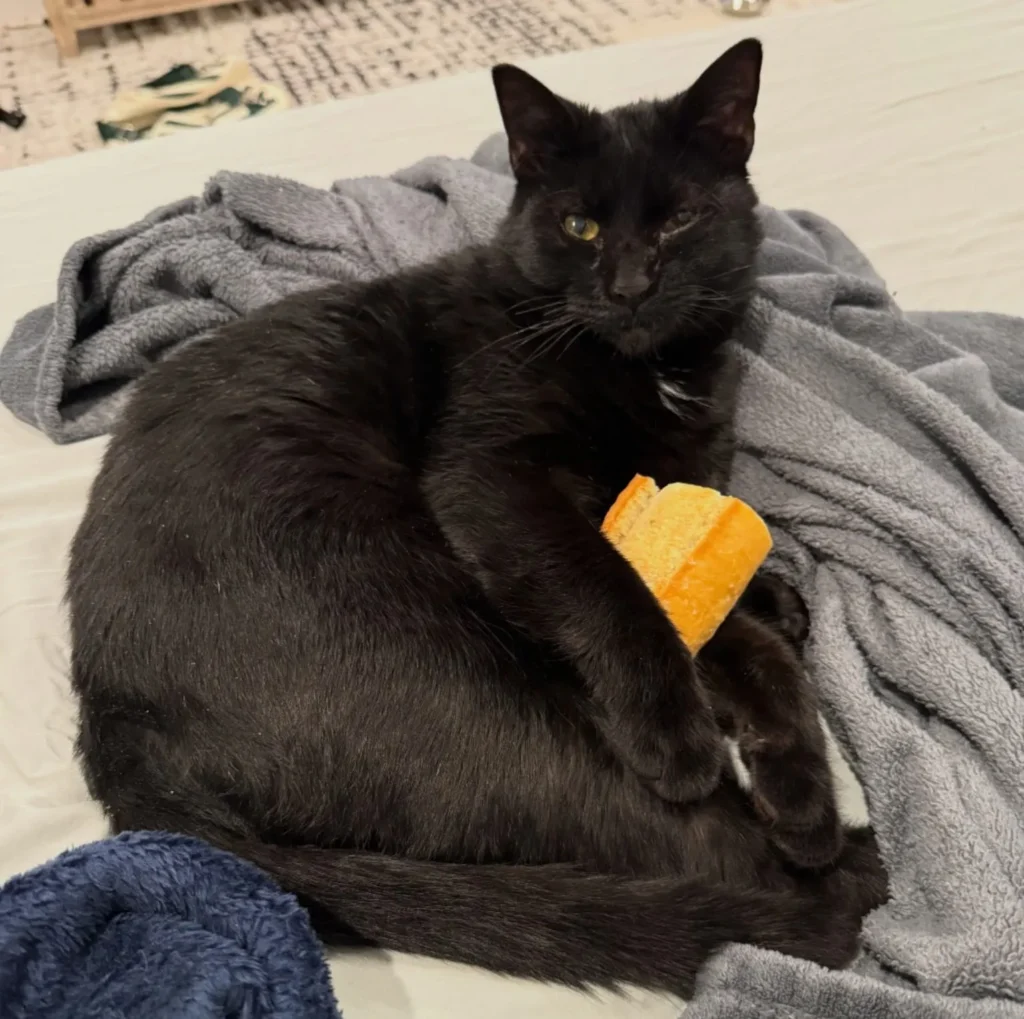 black cat curled up on blanket holding toy and looking at camera
