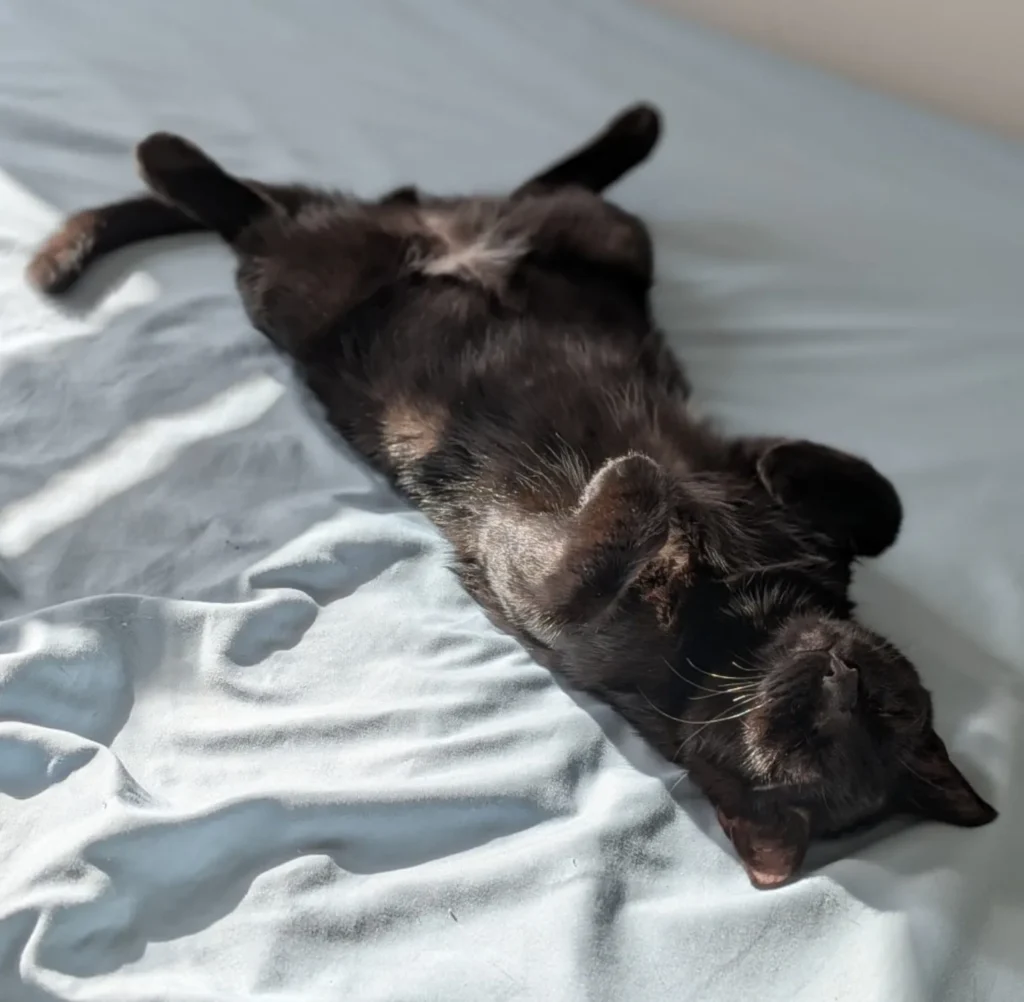 black cat lying on back stretched out on bed relaxing in sunlight
