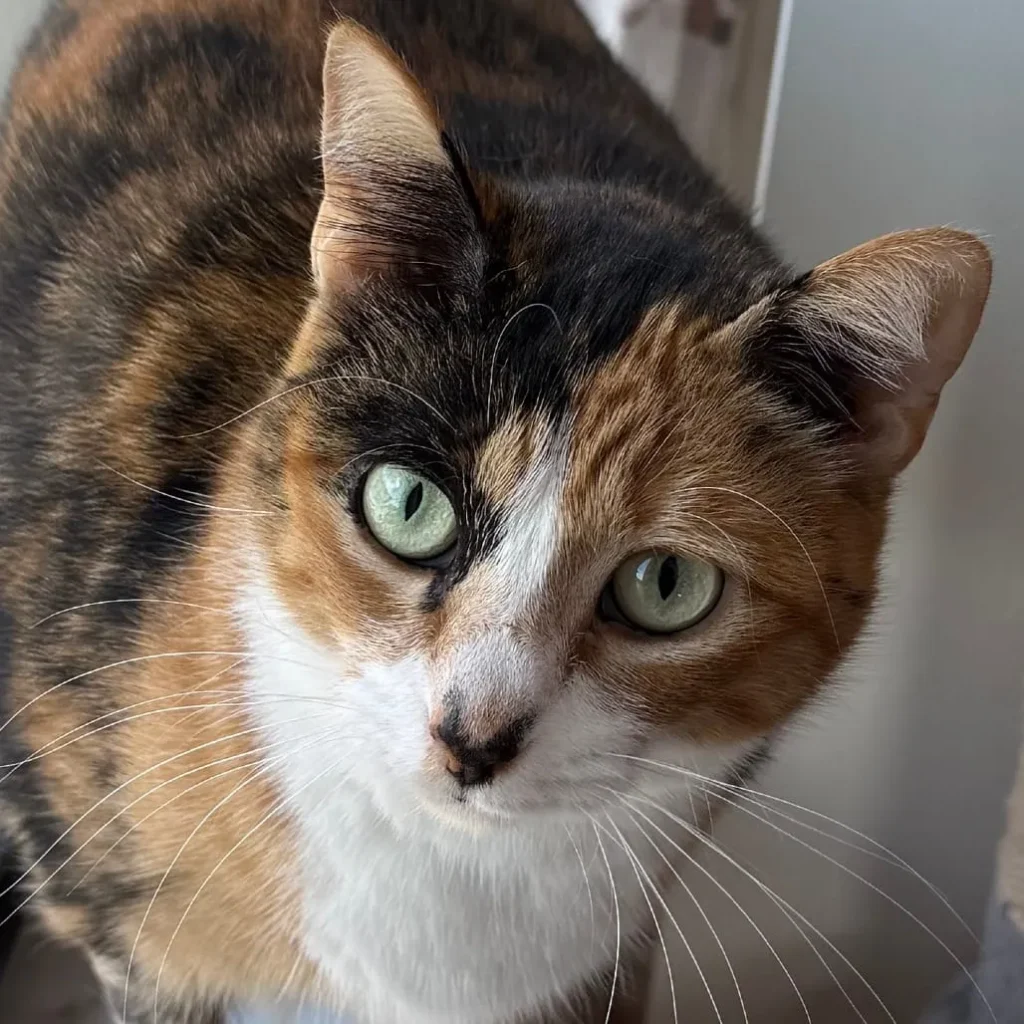 close up of calico cat face with green eyes looking directly at camera
