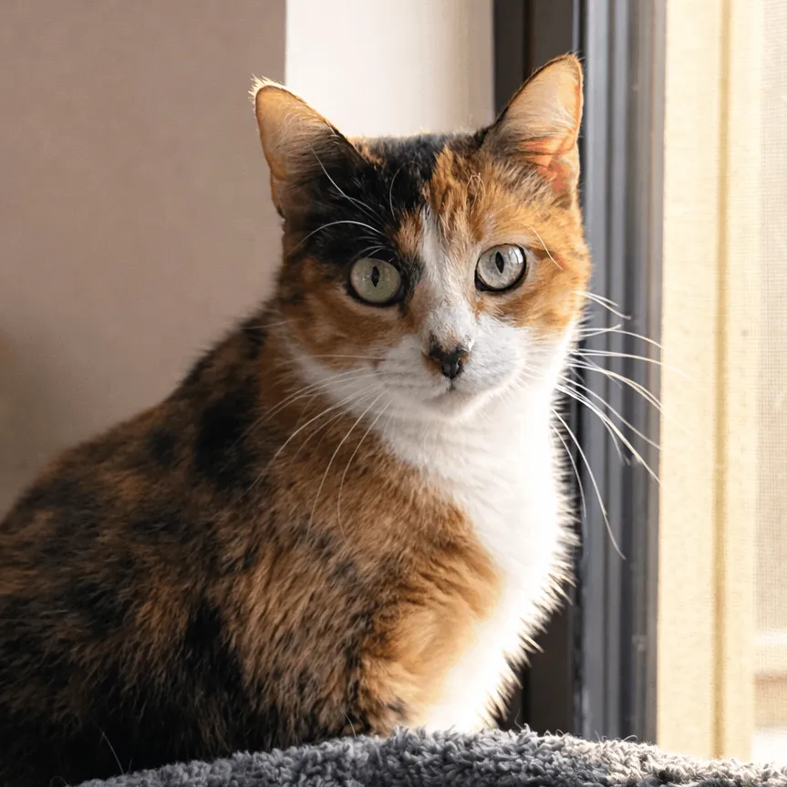What If You’re Afraid of Making the Wrong Adoption Decision?