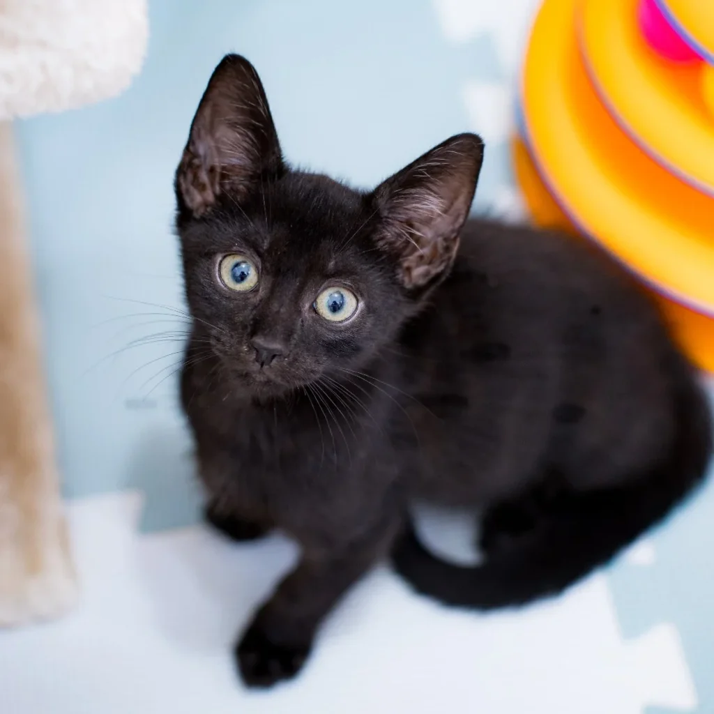 Black Domestic Shorthair kitten standing near colorful cat toys, looking curiously toward the camera with wide green eyes.