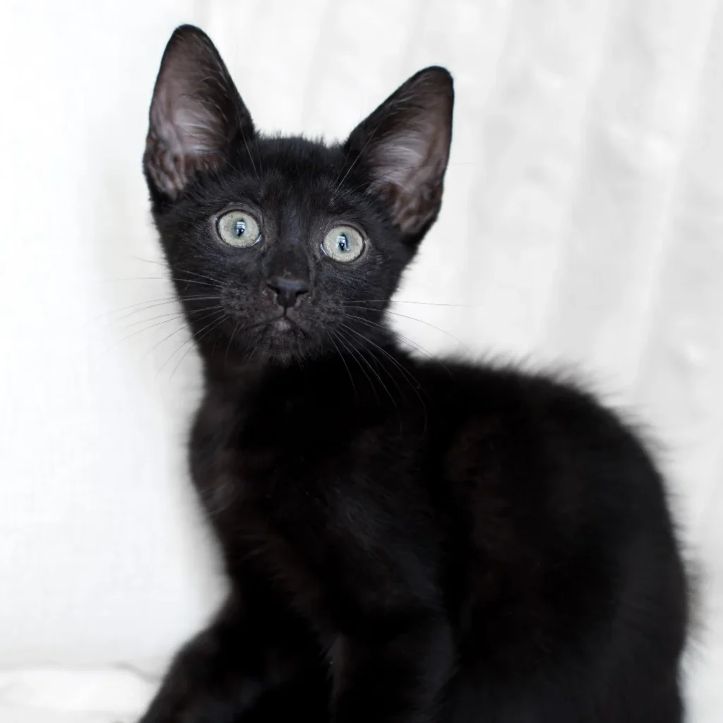 Black Domestic Shorthair kitten sitting on a white blanket with large ears and an attentive expression.
