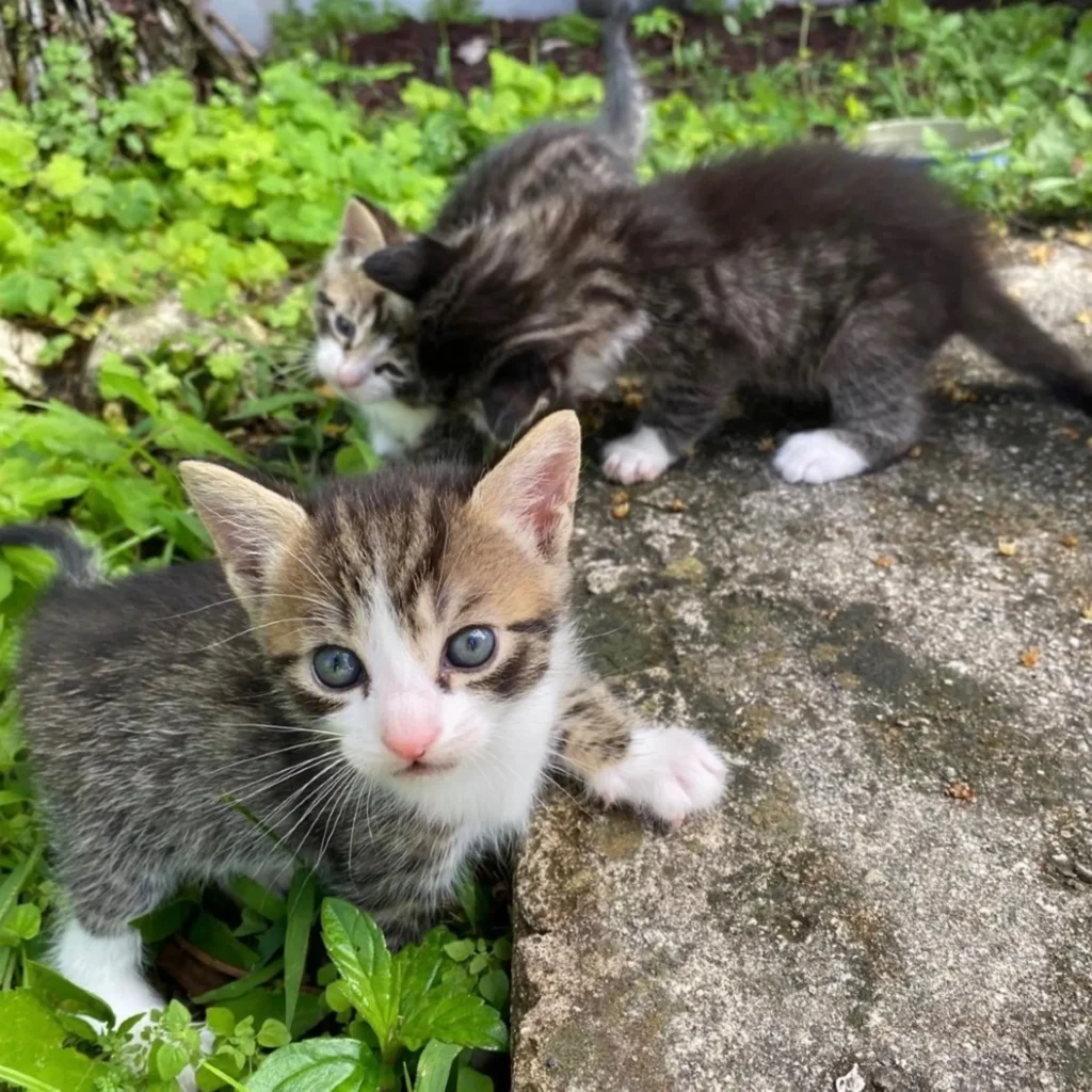group of small tabby and white kittens exploring outdoors on concrete and grass
