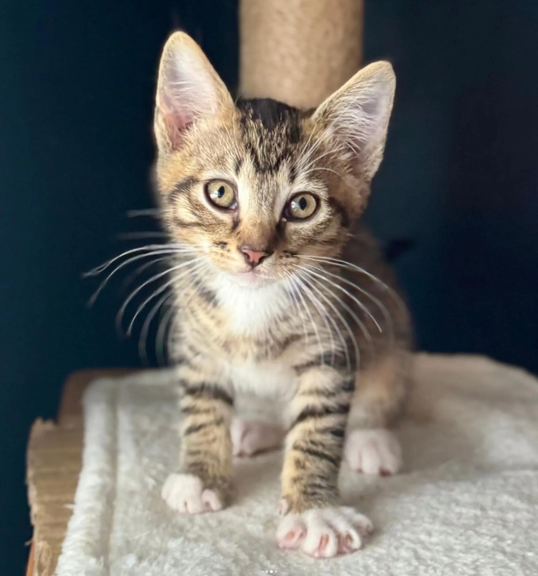 How Expectations Affect the Adoption Experience