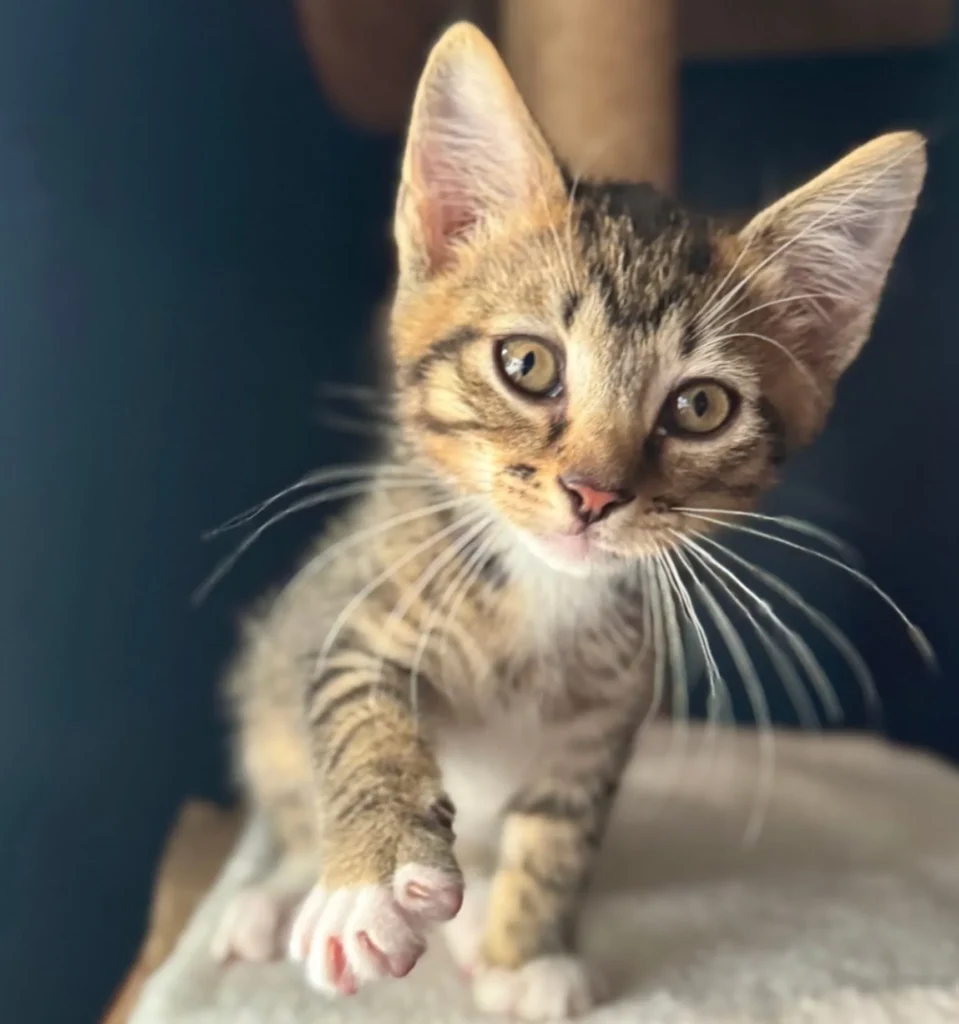tabby kitten stepping forward on soft surface reaching paw toward camera
