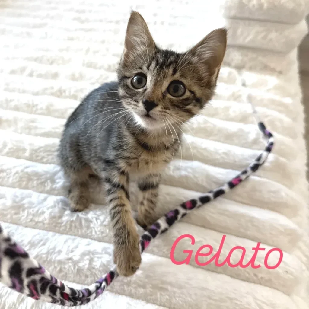 Brown tabby domestic shorthair kitten sitting on a blanket near a toy
