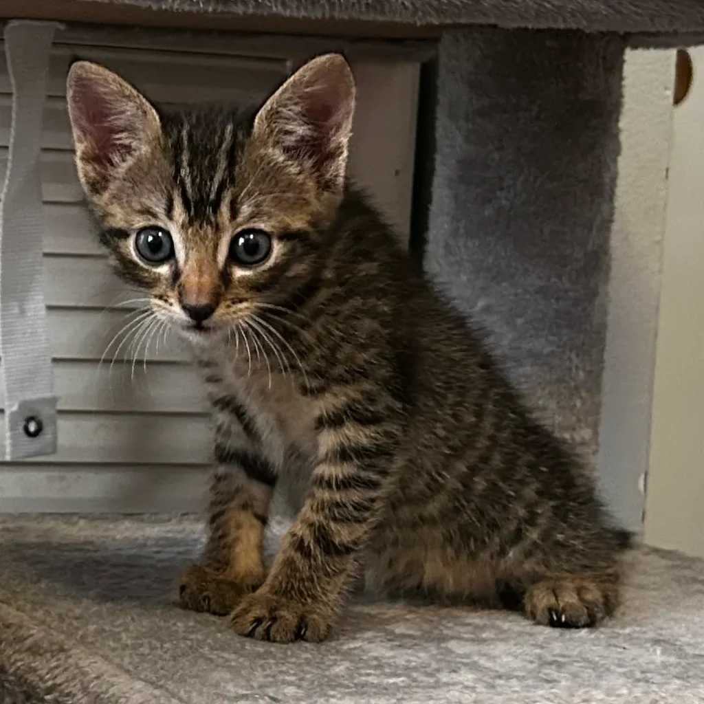 tabby kitten sitting under cat tree looking alert at camera
