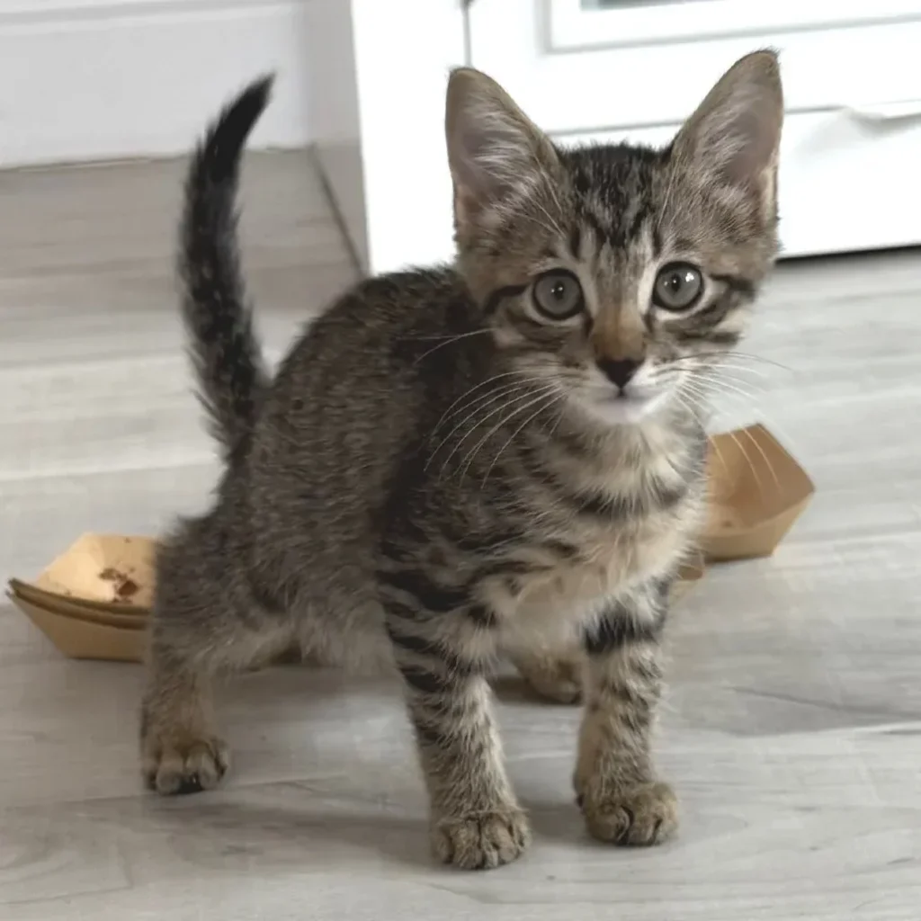 Brown tabby domestic shorthair kitten standing on a light floor and looking at the camera