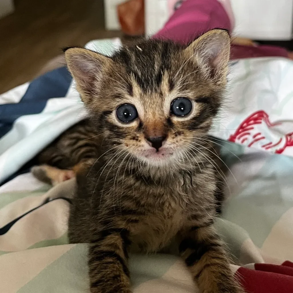 tabby kitten sitting on blanket looking directly at camera with wide eyes