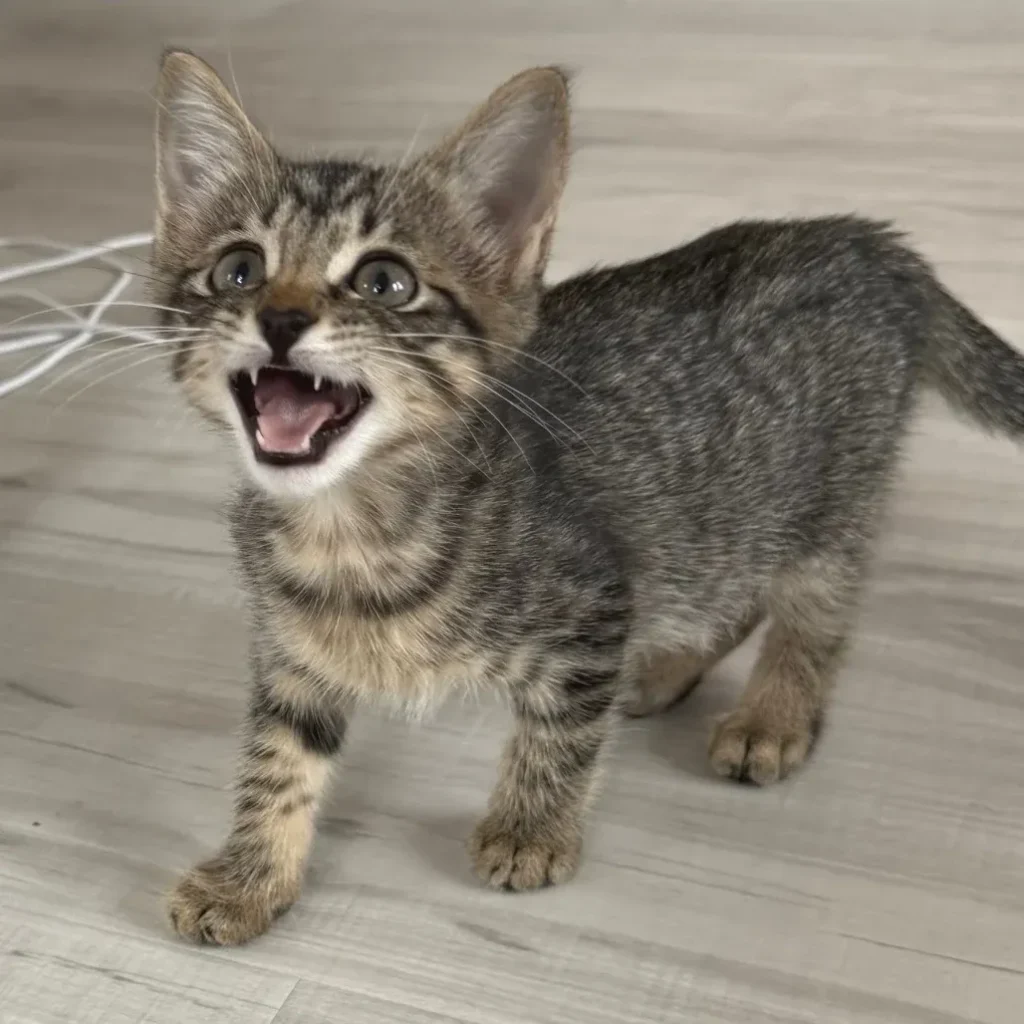 Brown tabby domestic shorthair kitten meowing while standing on a light floor