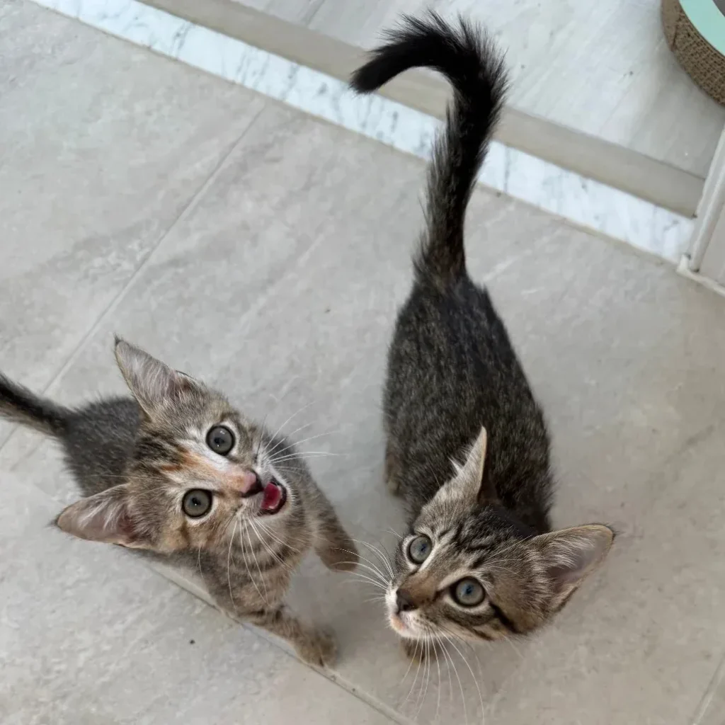Two brown tabby domestic shorthair kittens looking up from a tile floor
