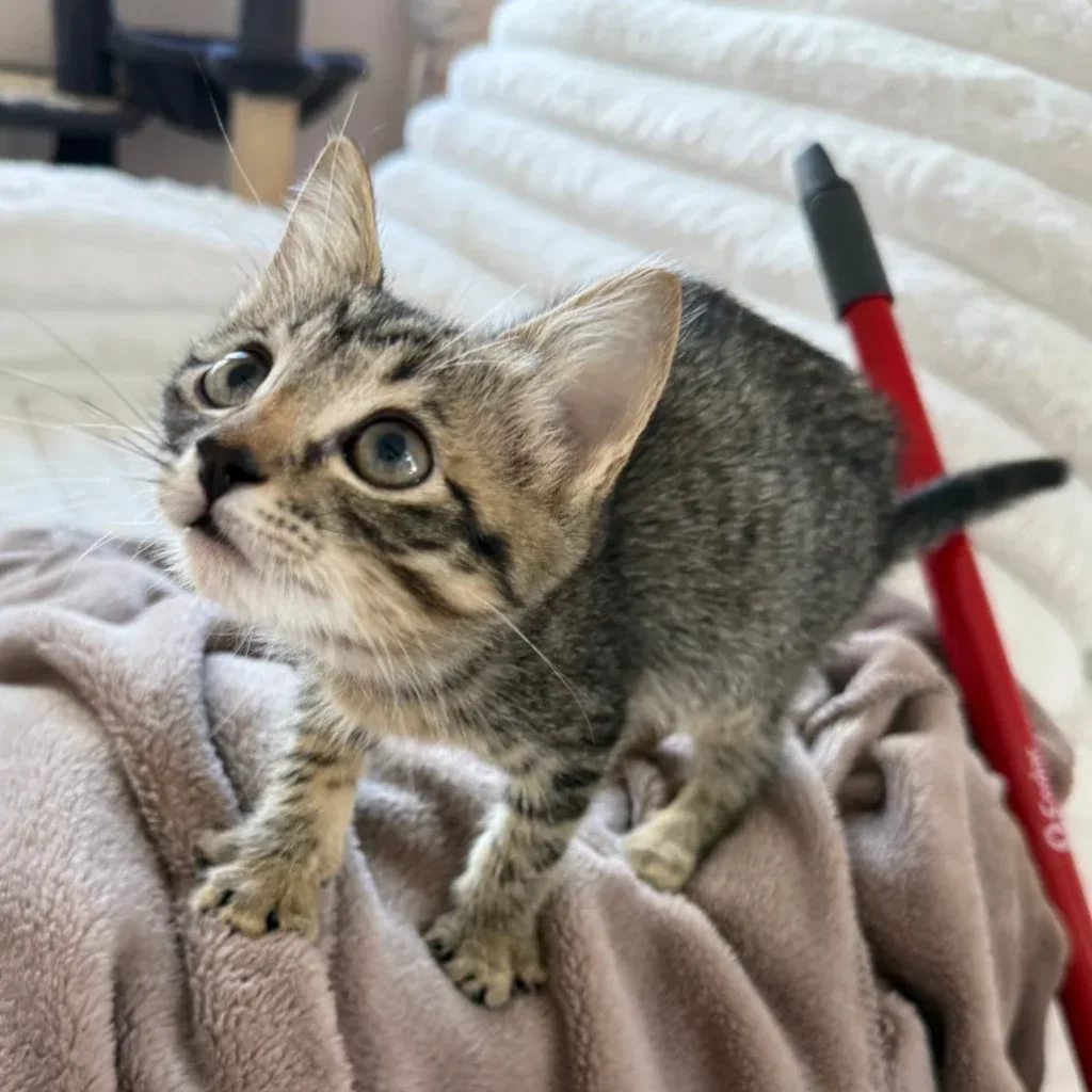 Brown tabby domestic shorthair kitten standing on a blanket and looking up
