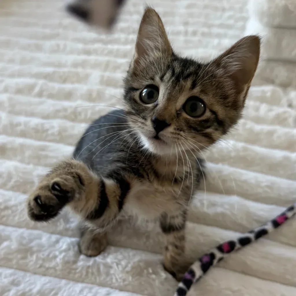 Brown tabby domestic shorthair kitten raising one paw while sitting on a blanket