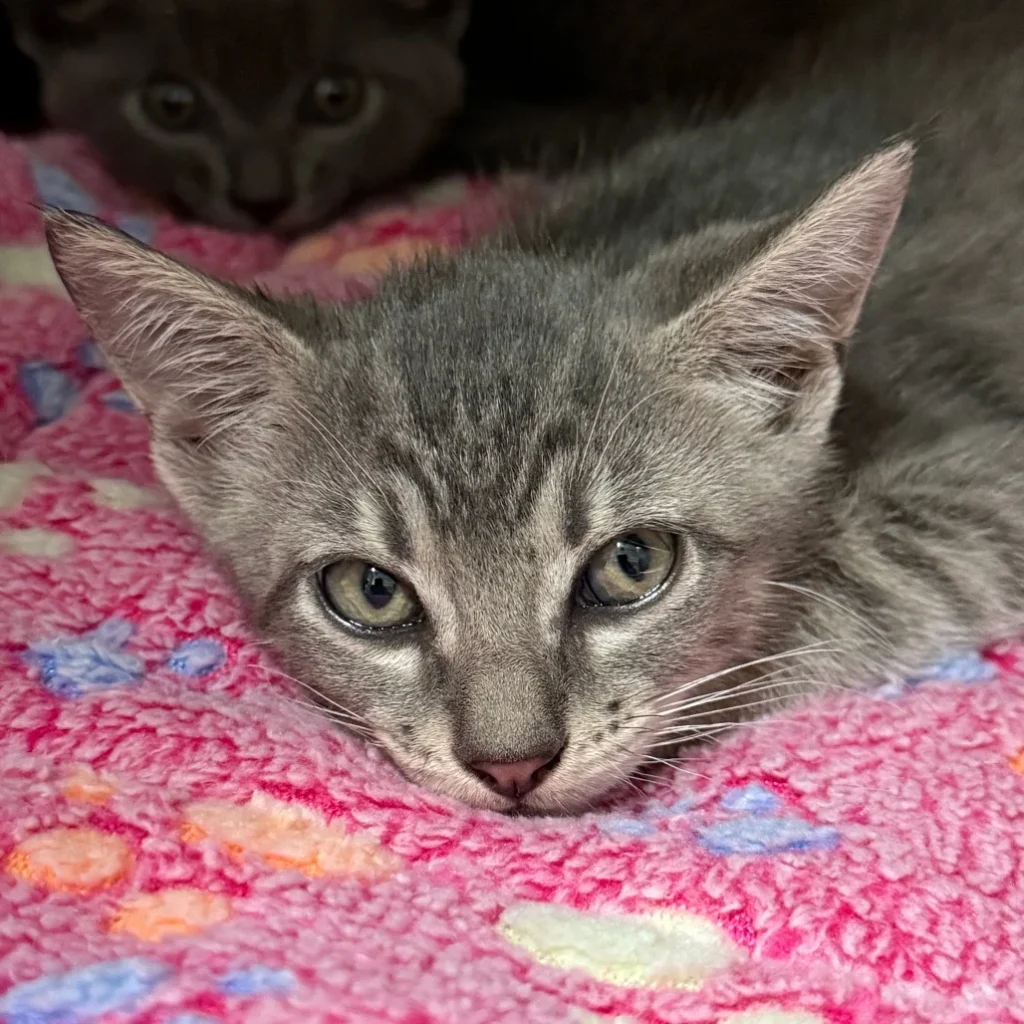 Gray tabby Domestic Shorthair kitten resting on a pink blanket with another kitten in the background, showing the need for cat rescue volunteers near Deerfield Beach.
