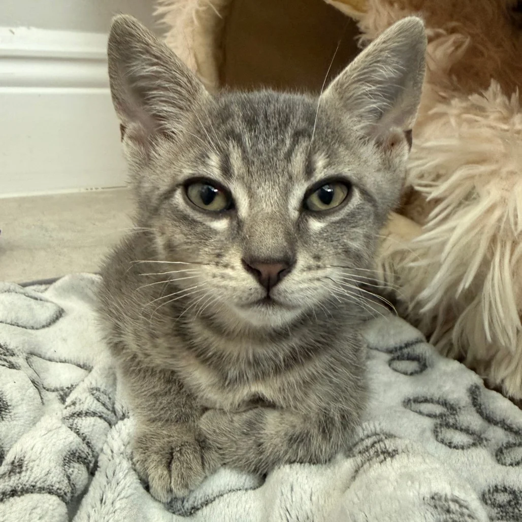 How Cat Rescues Decide Which Cats Need Foster Homes First