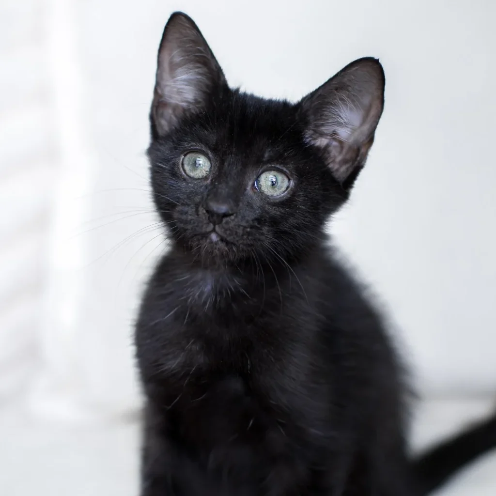 Black Domestic Shorthair kitten sitting against a white background, looking slightly to the side with bright green eyes.