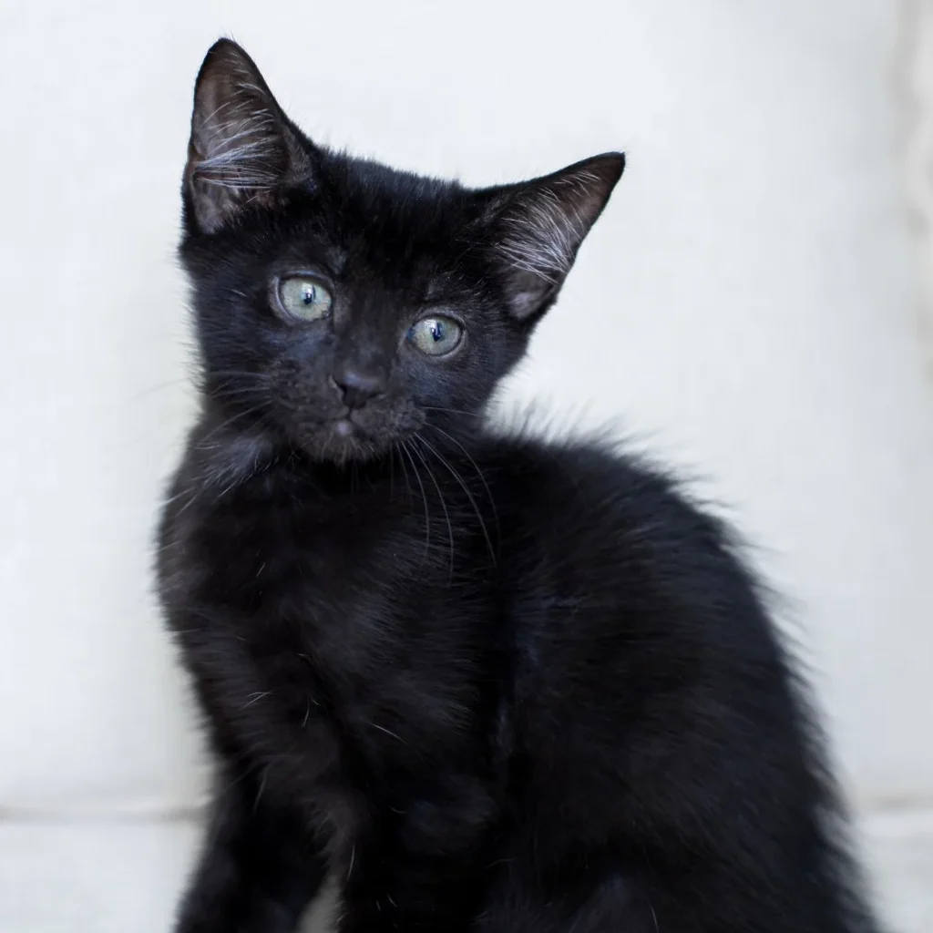 Black Domestic Shorthair kitten posing on a white blanket with its head slightly tilted and curious green eyes.