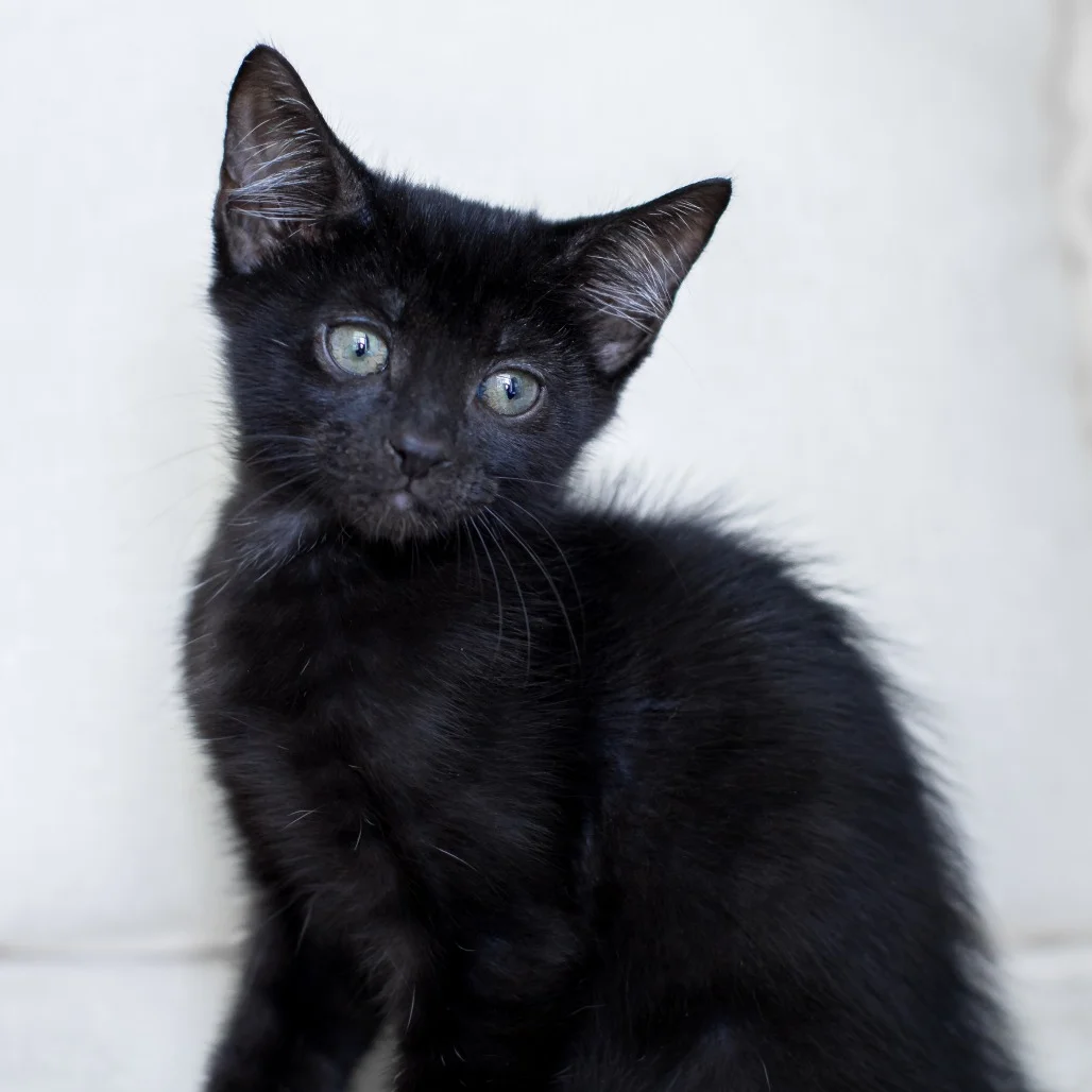 How Do Indoor Cats Stay Mentally Active?