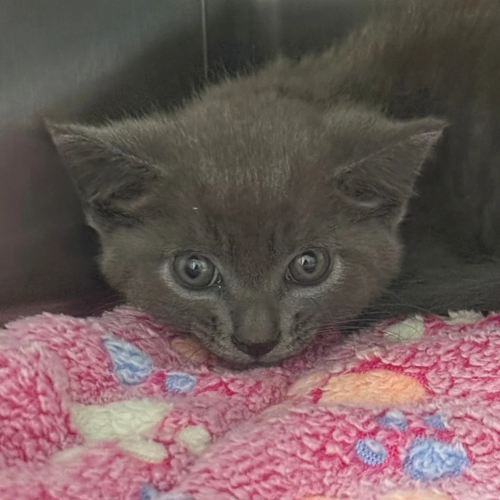 Gray Domestic Shorthair kitten resting on a pink blanket, needing foster care through a cat rescue near Fort Lauderdale.