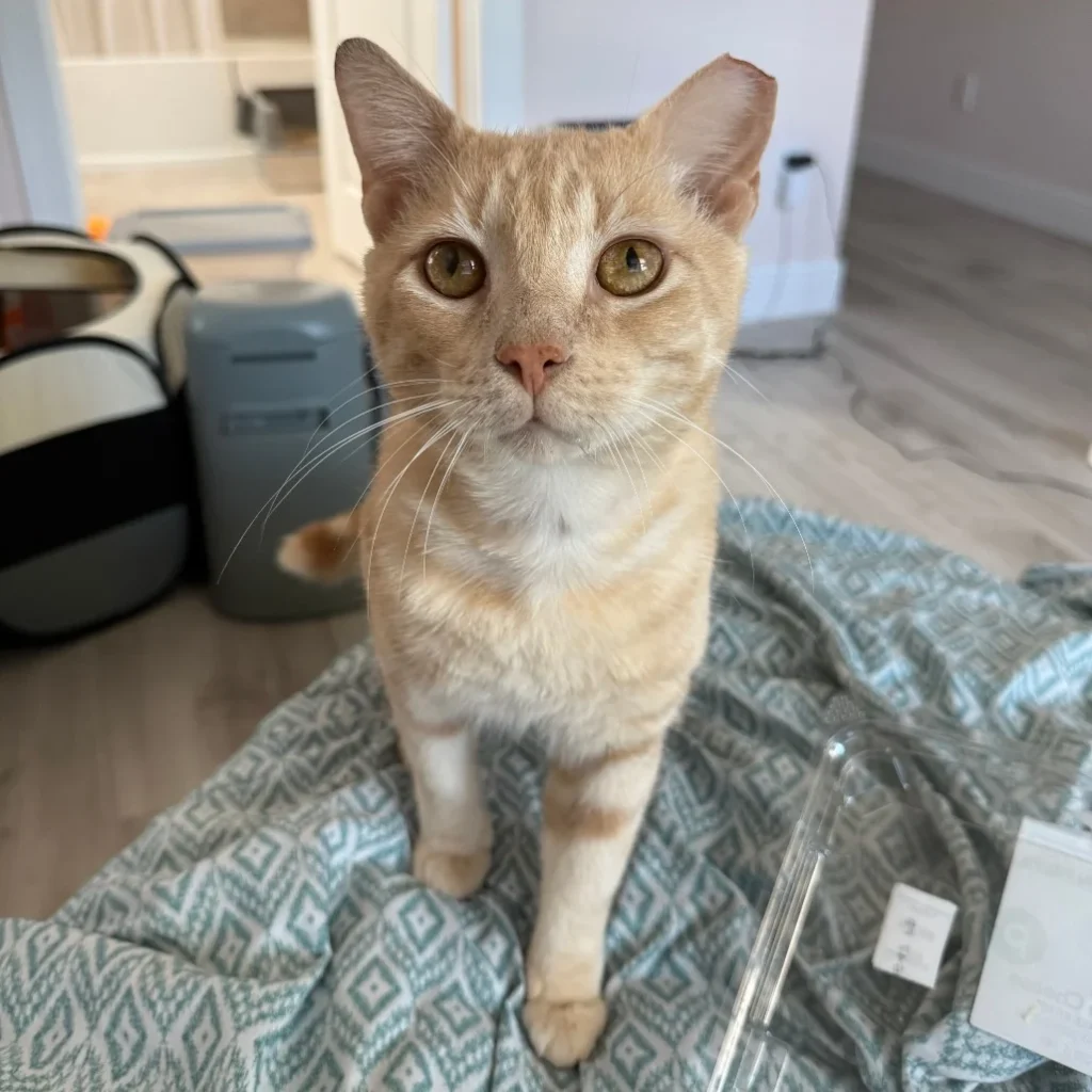 Cream tabby Domestic Shorthair cat sitting outside near a gate, needing foster care near West Boca Raton.

