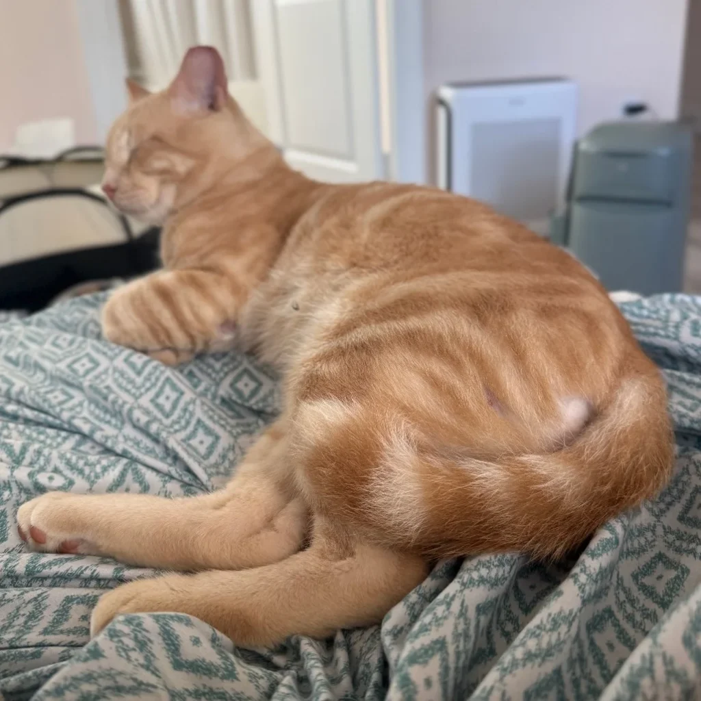 Cream tabby Domestic Shorthair cat relaxing on a blanket in a foster home, needing foster support near Coral Springs.