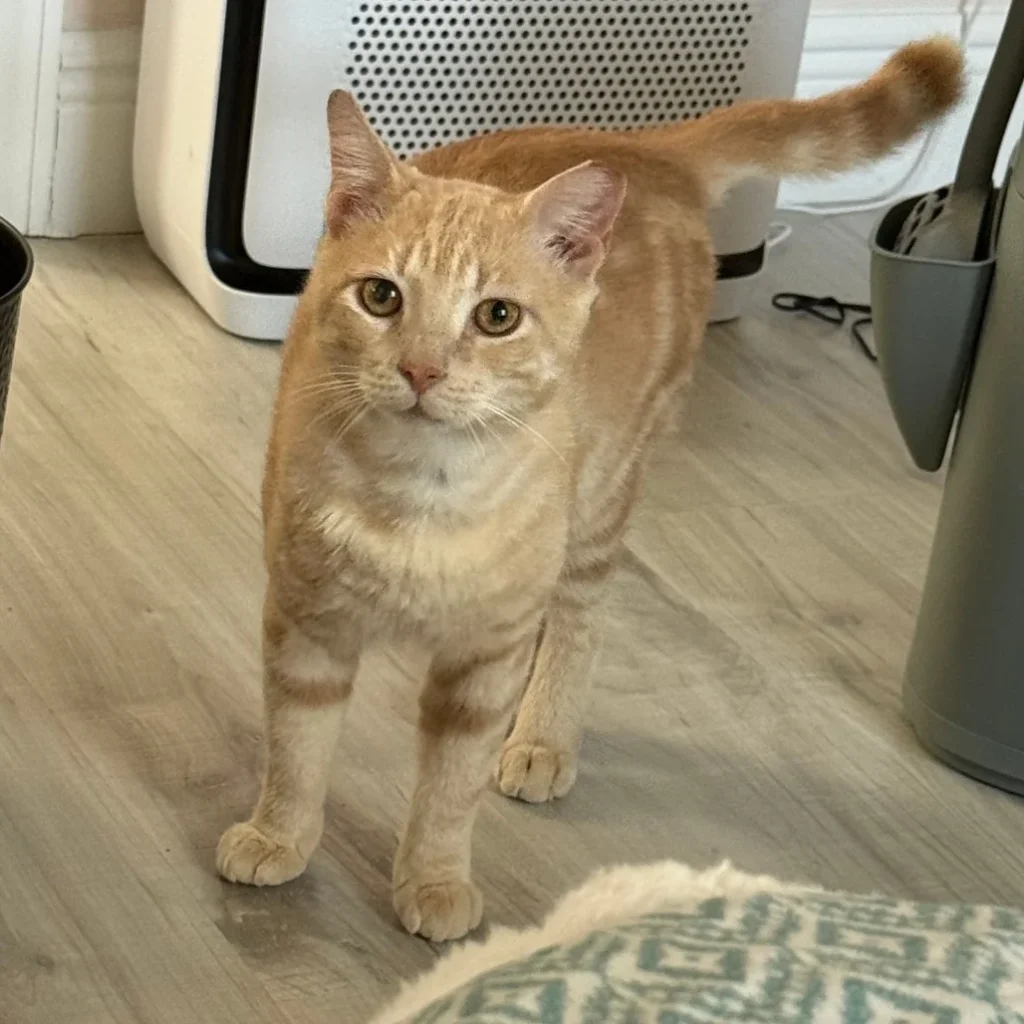 Cream tabby Domestic Shorthair cat standing indoors and looking at the camera, available for adoption near Heron Bay.
