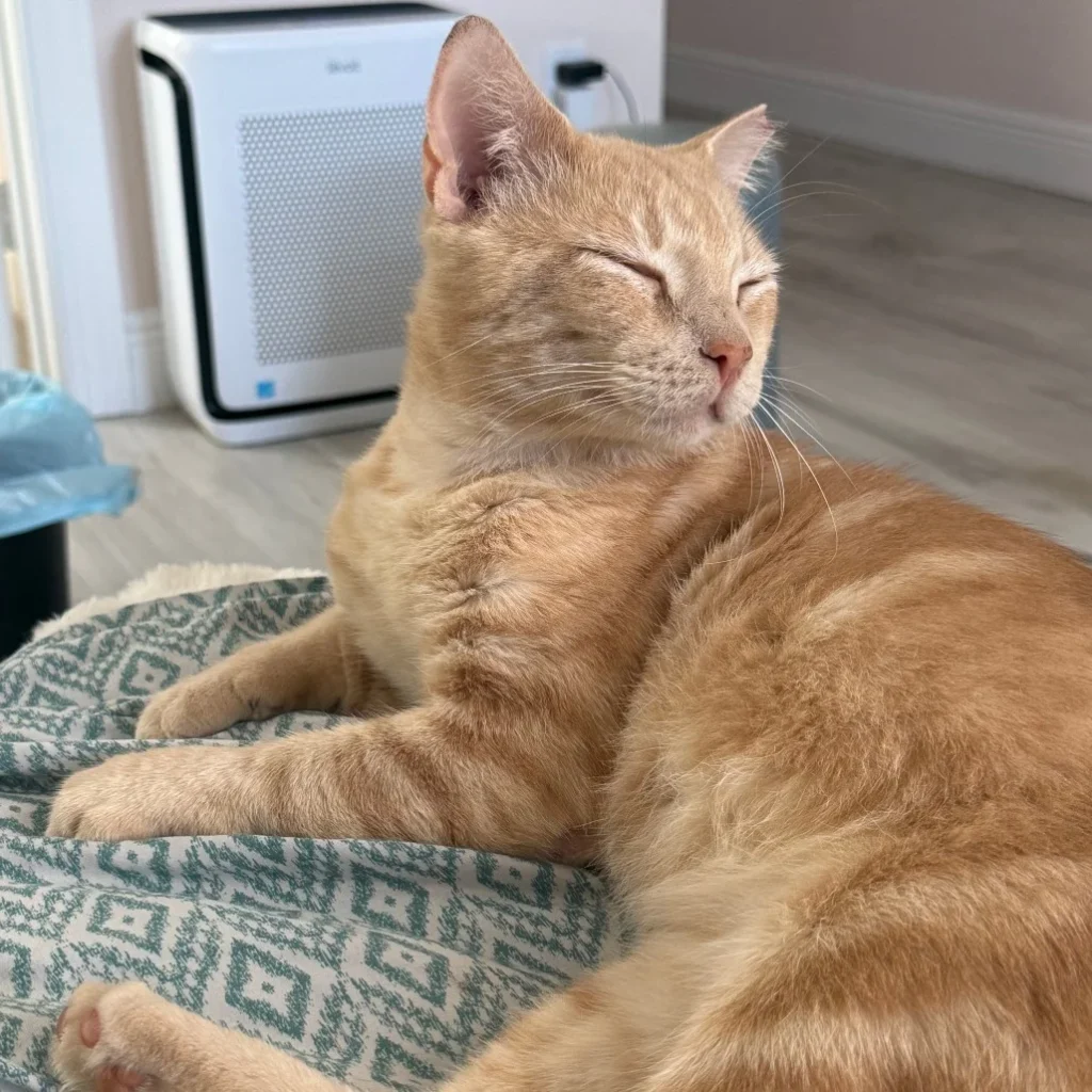 Cream tabby Domestic Shorthair cat resting peacefully on a blanket, showing the need for cat rescue volunteers near Wyndham Lakes.
