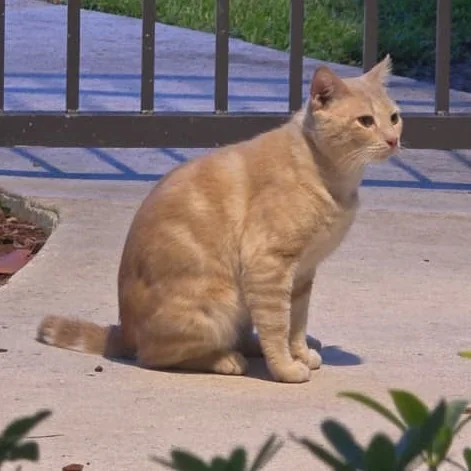 Cream tabby Domestic Shorthair cat sitting outside near a gate, needing foster care near West Boca Raton.