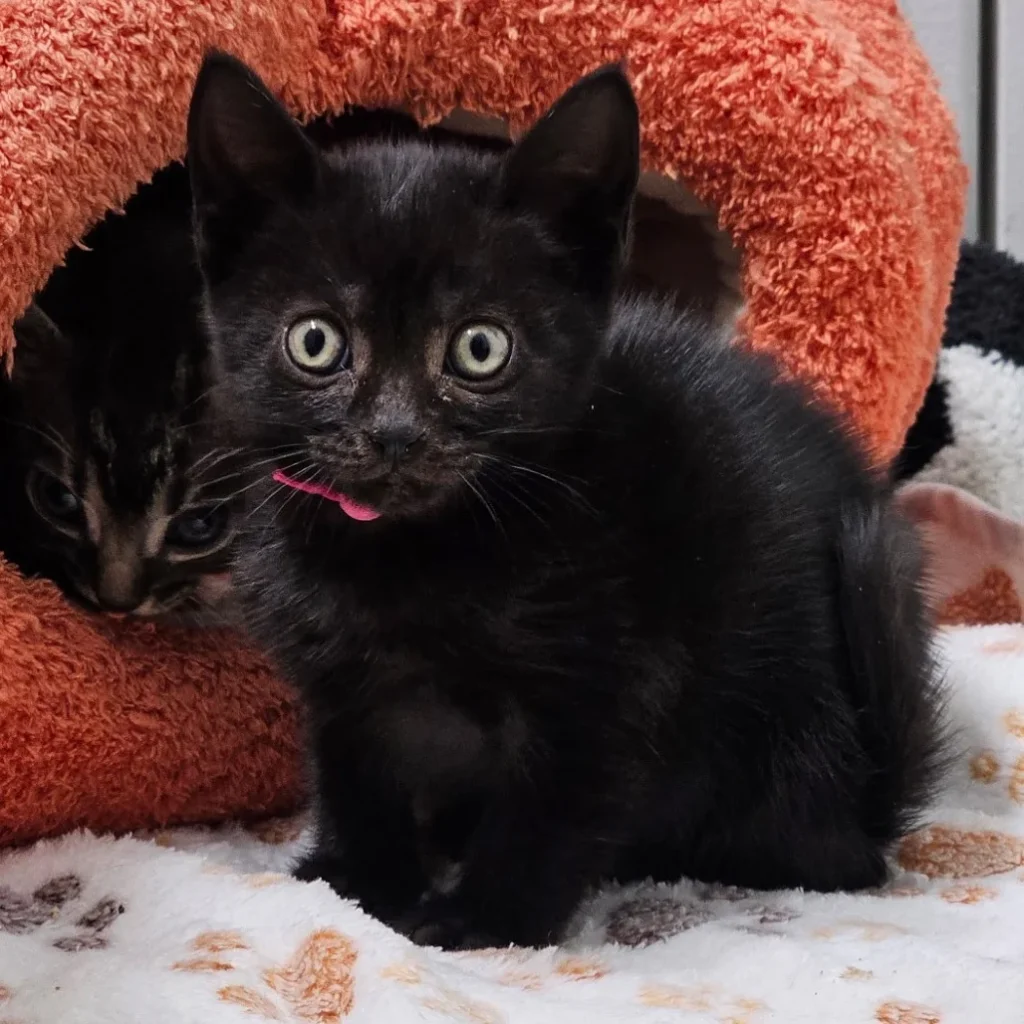 Black Domestic Shorthair kitten wearing a pink collar sitting in front of a cozy cat cave while another tabby kitten peeks out from inside.
