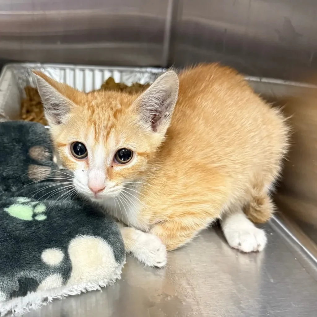 orange tabby kitten sitting in shelter kennel beside soft blanket looking alert
